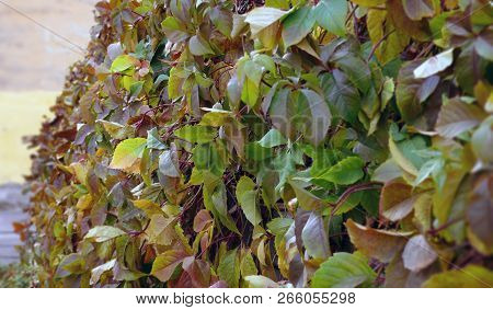 Leaves Of A Plant Grownig Oh The Wall
