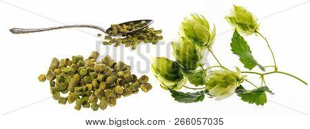 Hop Plant And Hop Pellets For Preparing Beer - Isolated On A White Background
