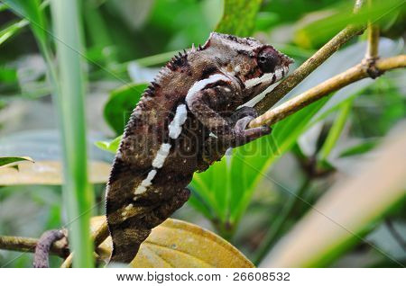 Furcifer pardalis