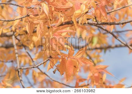 Bright Orange Chinese Pistache Leaves In Fall Season In Dallas, Texas
