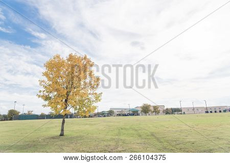 Yellow Lonely Texas Cedar Elm Leaves At City Park In Autumn Season