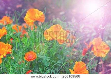 Autumn Orange Flowers On The Ground Tagetis Bloom In A Row Years Natural Plant Selective Focus Blurr