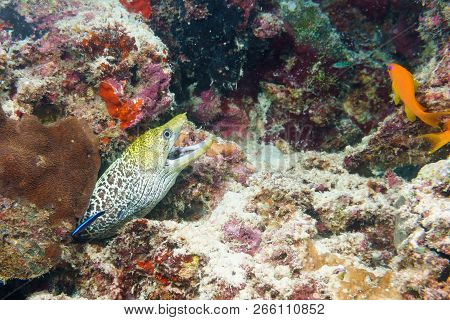 Laced Moray On A Coral Reef In The Indian Ocean.