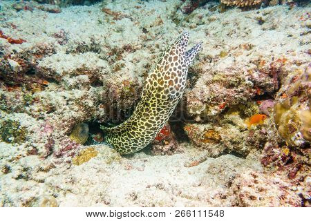 Laced Moray On A Coral Reef In The Indian Ocean.