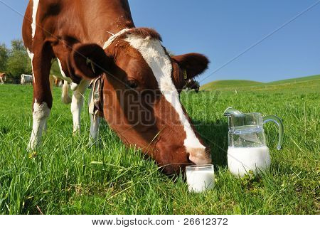 Ko og kande af mælk. Emmentaler region, Schweiz