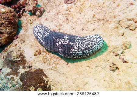 Trepang On The Sandy Bottom Of The Indian Ocean.