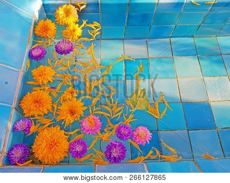 Beautiful orange and purple zinia flowers floating in a pool