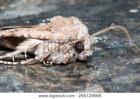 Night Insect Brown Moth Close Up Picture