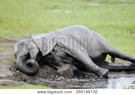 Elephant Mud Bathing - Chobe National Park - Botswana