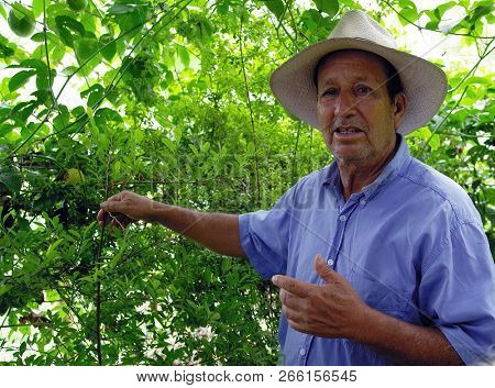 QUINDIO, COLOMBIA, 16 AUGUST, 2018 : Tourists taking part at a guided coffee tour in Quindio, Colombia, South America