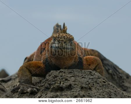 Kayaların deniz Iguana
