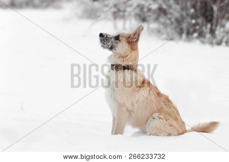 Dog Sitting Plays Winter Walks In The Snowpark