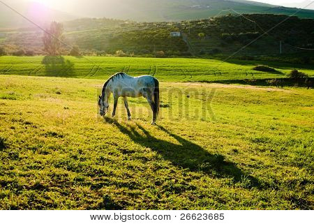 paisagem do país ao pôr do sol com cavalo branco