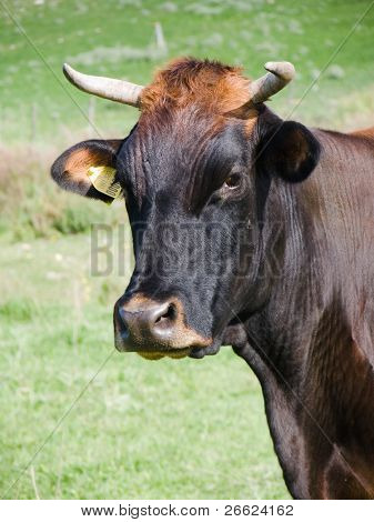 head of cow