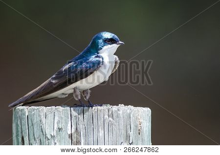 Spunky Little Tree Swallow Perched Atop A Weathered Wooden Post