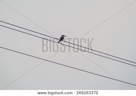 Ringed Kingfisher Megaceryle Torquata In The Wildlife Reserve Biotopo Monterrico-hawaii, Guatemala