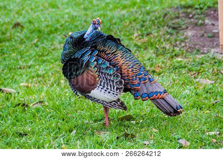Ocellated Turkey Meleagris Ocellata In Guatemala, Near Tikal Ruins.