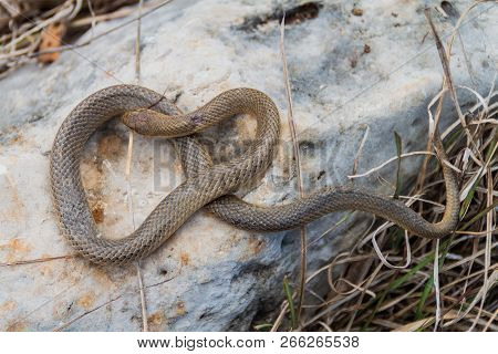 Dead Freminvilles Scorpion-eating Snake Stenorrhina Freminvillei , Northwestern Guatemala