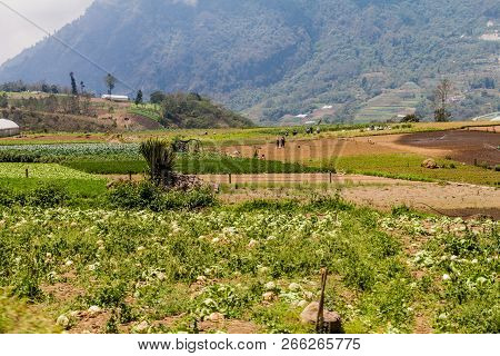 Zunil, Guatemala - March 22, 2016: Local People Work On A Vegetable Field Near Zunil Village, Guatem