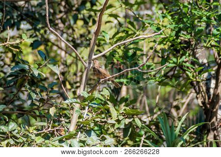Clay-colored Thrush Turdus Grayi Near Atitlan Lake, Guatemala