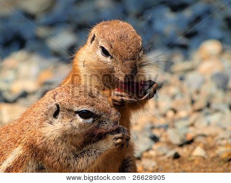 Pari kentällä oravia (Xerus inaurus), syöminen