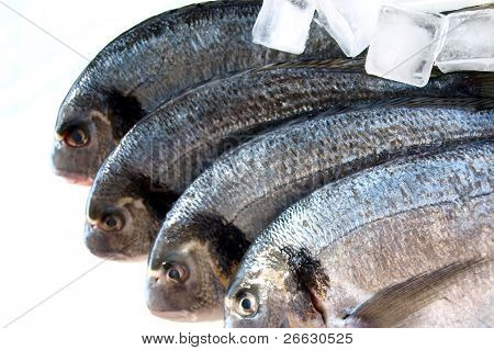 Fisk (kogt fisk (sparus auratus) på en plade på hvid baggrund