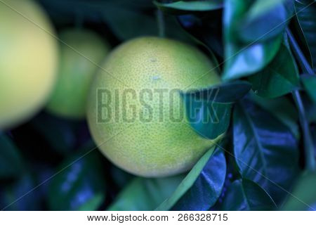 Large Greenish-yellow Citrus Fruit On Leafy Tree