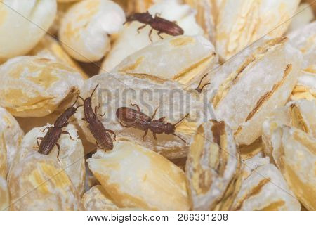 Insects In Food Macro Photo Domestic Insects In Croup Close-up