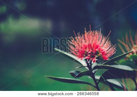 Red Golden Penda Flower (xanthostemon Chrysanthus).