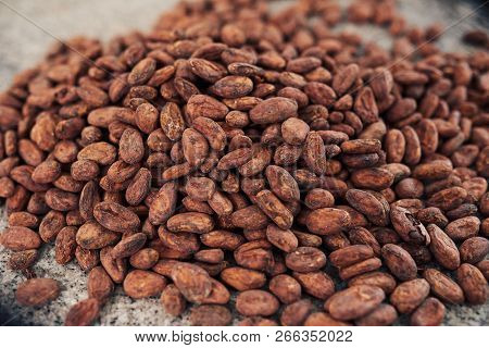 Dried Cocoa Beans On A Chocolate Making Factory Table