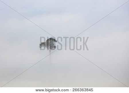 A Single Tree In Mist Of Flog