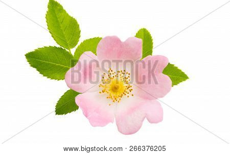 Rosehip Pink Flowers Isolated On White Background