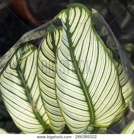 Green Plant In The Garden. Fresh Green And White Leaf Background (dieffenbachia).