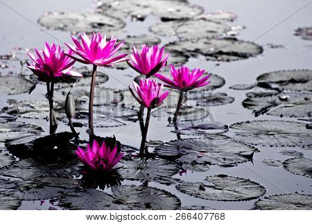 Beautiful Blossom Pink Lotus Flower ( Water Lily ) On The Lotus Pond.