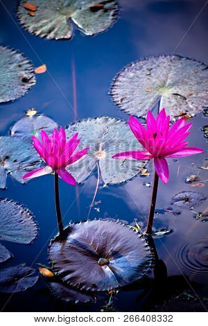 Beautiful Blossom Pink Lotus Flower ( Water Lily ) On The Lotus Pond.