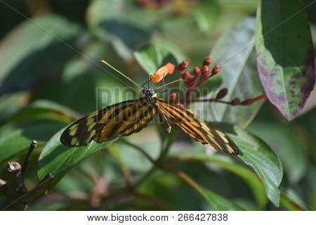Orange Flower Bud With A Tiger Striped Longwing Butterfly.