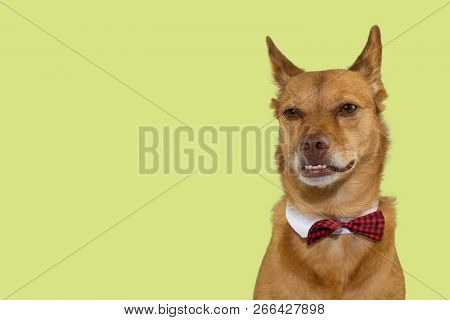 Serious And Funny Mixed Breed Dog Underbite Wearing A Bow Tie Isolated On Colored Yellor  Background