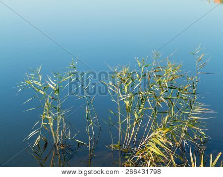 Green Grass Growing In Water. Beautiful Authentic Water Landscape. As A Background For Your Project.