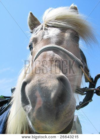 Rolig ponny porträtt