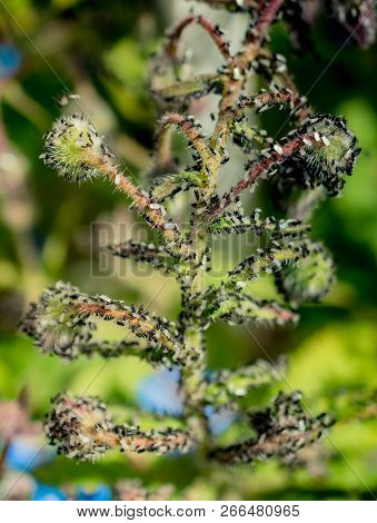 A Swarm Of Flying Ants Gather On A Floral Plant