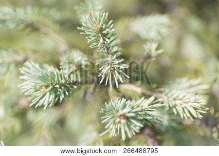 Macro Blue Spuces Branch On Blur Background. Defocused Close Up Fir.