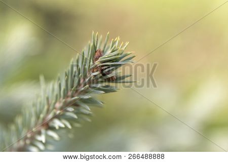 Macro Blue Spuces Branch On Blur Background. Defocused Close Up Fir.