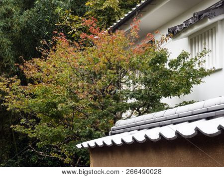 Traditional Japanese House With Maple Tree Starting To Change Color