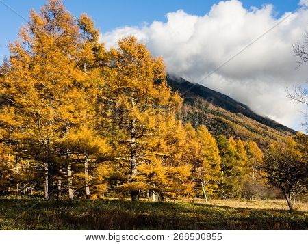 Golden Autumn Larches At Senjogahara In Nikko National Park, Japan