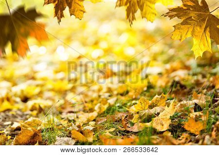 Autumn Background. Fallen Leaves On The Ground In The Grass. Autumn Frame.