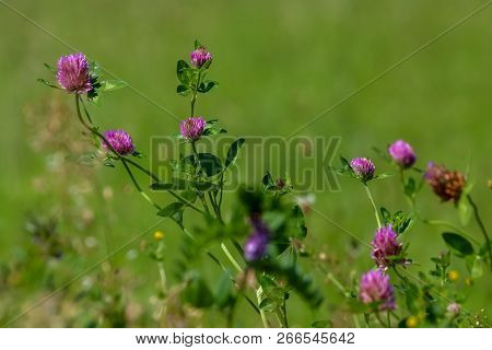 Clover Flowers. Blooming Flowers. Pink Clovers On A Green Grass. Meadow With Pink Flowers. Wild Viol