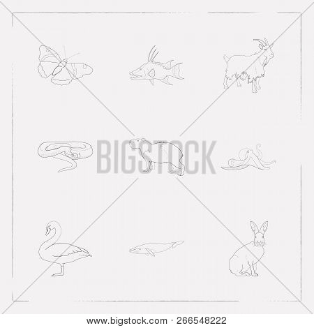 Set Of Zoo Icons Line Style Symbols With Butterfly, Swan, Snake And Other Icons For Your Web Mobile 