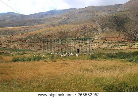 A Goatherder With His Goat Herd In The High Mountains Of Lebanon.