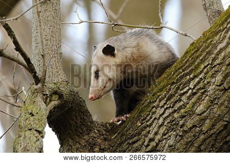 The Virginia Opossum (didelphis Virginiana) On The Tree. 
Wildlife Area In Wisconsin.