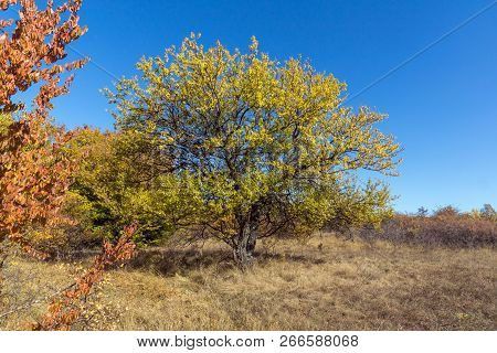 Amazing Autumn Panorama Of Cherna Gora (monte Negro) Mountain, Pernik Region, Bulgaria